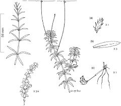 Attēlu rezultāti vaicājumam “Hydrilla verticillata leaf”