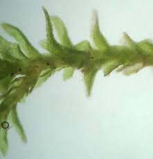 Attēlu rezultāti vaicājumam “Anomodon”