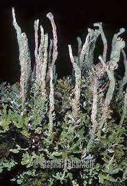 Attēlu rezultāti vaicājumam “Cladonia ochrochlora”
