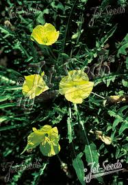 Attēlu rezultāti vaicājumam “Oenothera rubricauli”