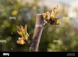 Attēlu rezultāti vaicājumam “Cerasus bud”