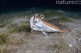 Image result for Limanda limanda