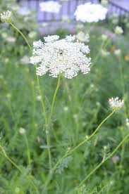 Attēlu rezultāti vaicājumam “Cicuta virosa”