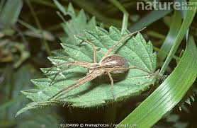 Attēlu rezultāti vaicājumam “Pisaura mirabilis female”
