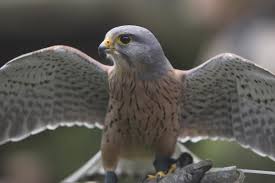 Image result for Ukc Falcons