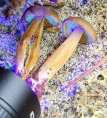 Attēlu rezultāti vaicājumam “Physarum daamsii sessile”