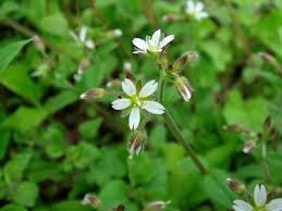 Attēlu rezultāti vaicājumam “Cerastium holosteoides”