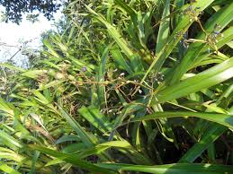 Attēlu rezultāti vaicājumam “Dianema nivale sessile”