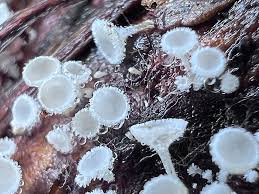 Attēlu rezultāti vaicājumam “Lachnum virgineum”