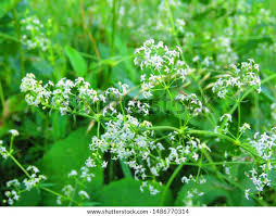 Attēlu rezultāti vaicājumam “Galium album flower”