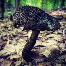 Attēlu rezultāti vaicājumam “Strobilomyces strobilaceus”