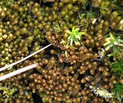 Attēlu rezultāti vaicājumam “Barbilophozia lycopodioides”