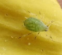 Attēlu rezultāti vaicājumam “Schizolachnus pineti”