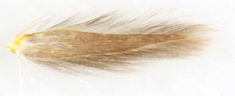 Attēlu rezultāti vaicājumam “Bucculatrix rhamniella”