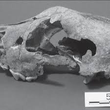 Attēlu rezultāti vaicājumam “Licea testudinacea spores”