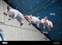 Image result for flying pigs