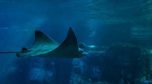 Image result for Aetobatus ocellatus