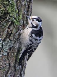 Attēlu rezultāti vaicājumam “Dendrocopos minor female”