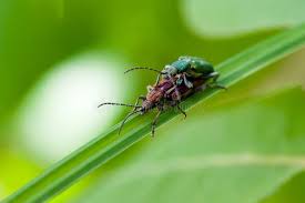 Attēlu rezultāti vaicājumam “Donacia”