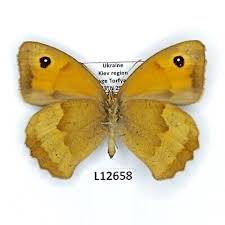 Attēlu rezultāti vaicājumam “Maniola jurtina”