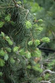 Attēlu rezultāti vaicājumam “Pseudotsuga menziesii”