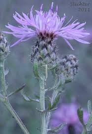 Attēlu rezultāti vaicājumam “Cribraria costata stalked”