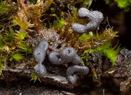 Attēlu rezultāti vaicājumam “Badhamiopsis ainoae spores”
