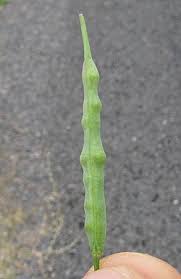 Attēlu rezultāti vaicājumam “Brassica napus”