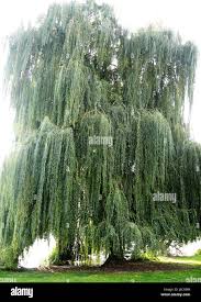 Attēlu rezultāti vaicājumam “Salix x sepulcralis”