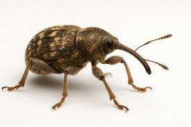 Attēlu rezultāti vaicājumam “Curculio nucum”