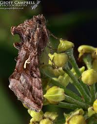 Attēlu rezultāti vaicājumam “Autographa gamma”