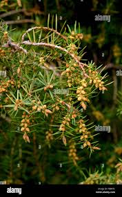 Attēlu rezultāti vaicājumam “Juniperus communis male flower”