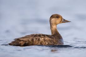 Attēlu rezultāti vaicājumam “Melanitta nigra”
