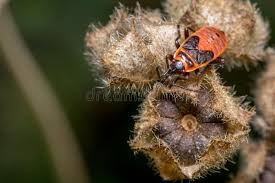 Attēlu rezultāti vaicājumam “Pyrrhocoris apterus nymph”
