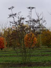 Attēlu rezultāti vaicājumam “Enkianthus campanulatus”