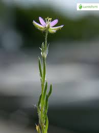 Attēlu rezultāti vaicājumam “Spergularia rubra flower”