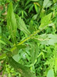 Attēlu rezultāti vaicājumam “Erigeron annuus leaf”