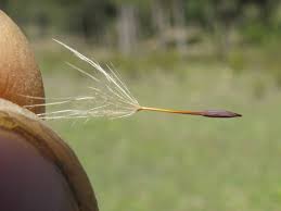 Attēlu rezultāti vaicājumam “Hypochaeris radicata fruit”