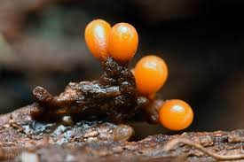 Attēlu rezultāti vaicājumam “Trichia botrytis spores”