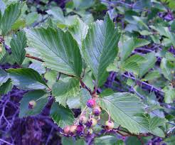 Attēlu rezultāti vaicājumam “Crataegus macracantha flower”