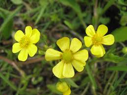 Attēlu rezultāti vaicājumam “Ranunculus flammula”