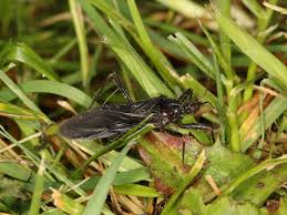 Attēlu rezultāti vaicājumam “Reduvius personatus”