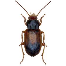 Attēlu rezultāti vaicājumam “Diachromus germanus”