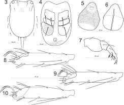 Attēlu rezultāti vaicājumam “Hydrachna”