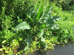 Attēlu rezultāti vaicājumam “Rumex hydrolapathum leaf”