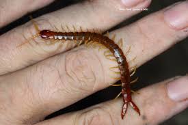 Attēlu rezultāti vaicājumam “Chilopoda”