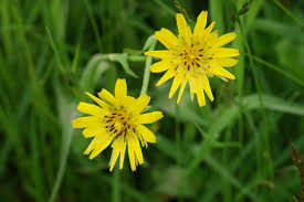 Attēlu rezultāti vaicājumam “Tragopogon pratensis subsp. pratensis bud”