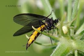 Attēlu rezultāti vaicājumam “Sciara analis”