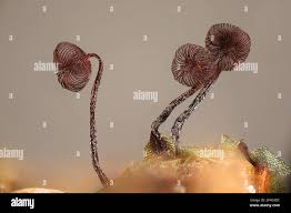 Attēlu rezultāti vaicājumam “Cribraria persoonii”