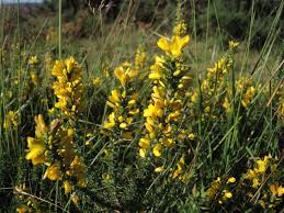 Attēlu rezultāti vaicājumam “Danthonia decumbens fruit”
